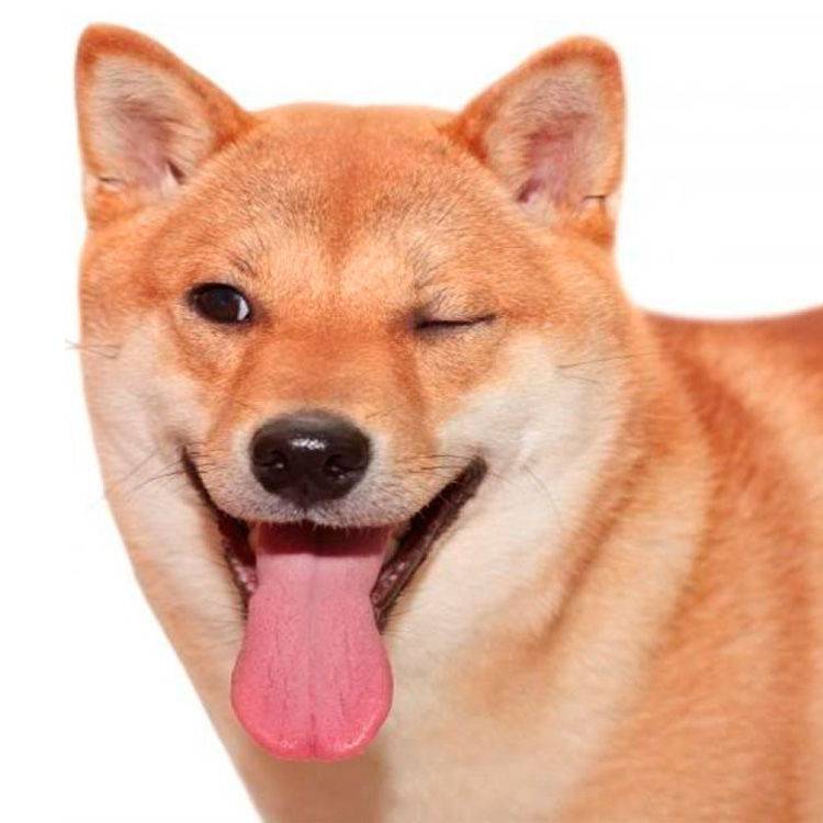 Год Желтой Собаки