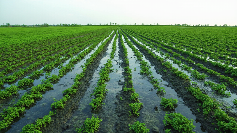 активный ил в сельском хозяйстве